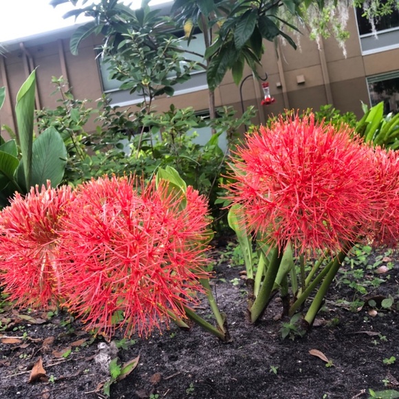 Tracee - Picture 9 of 12